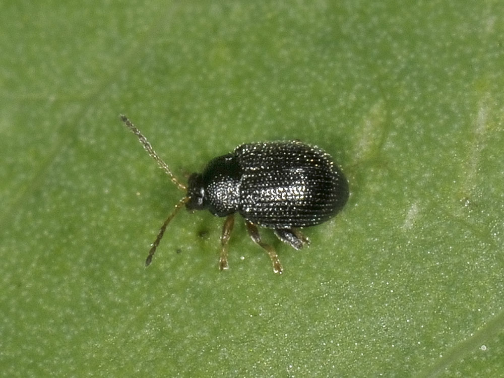 Epitrix pubescens, Chrysomelidae